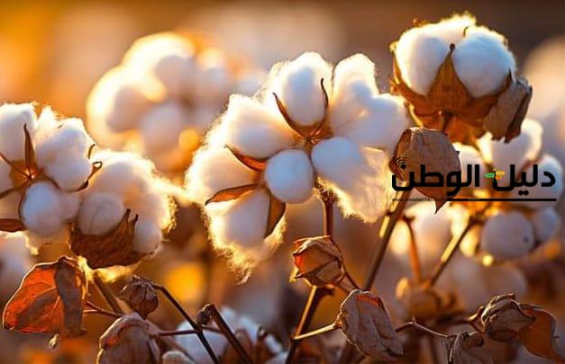 خطوات هامة لتفادي أخطاء الموسم الأخير.. إجراءات ضرورية قبل انطلاق موسم زراعة القطن